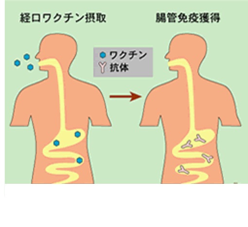 経口ワクチンによる粘膜免疫刺激を説明する図