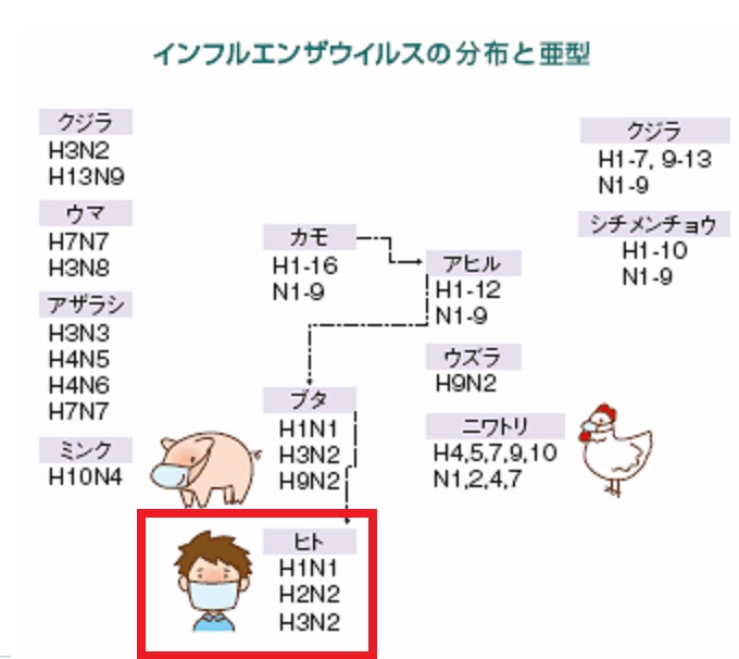 ヒトで病原性を示すインフルエンザウイルスについて説明する図