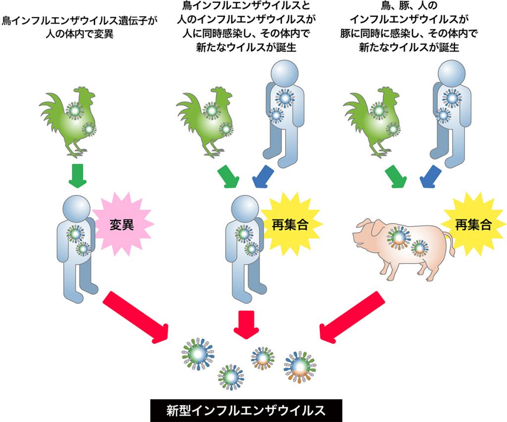 新型インフルエンザウイルスが生じる機序について説明する図