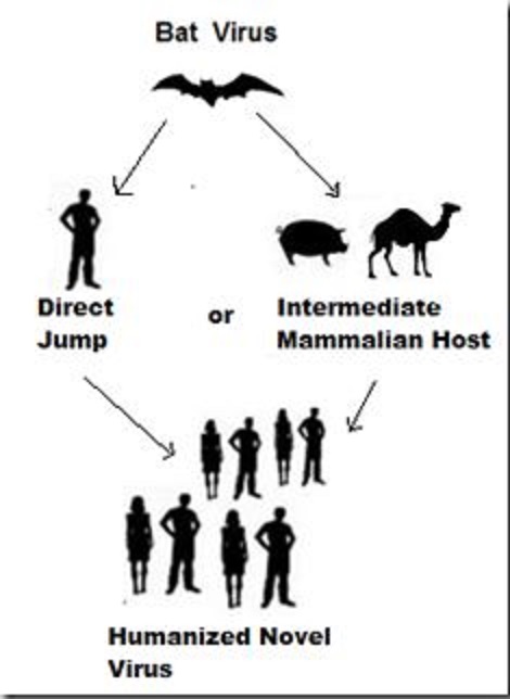 コウモリからヒトに感染するウイルスの種類を示す図