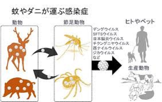 節足動物からヒトに感染するウイルスの種類を示す図