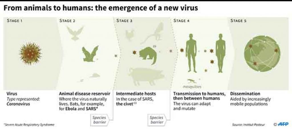 動物ウイルスがヒトウイルスに進化する過程を示す図