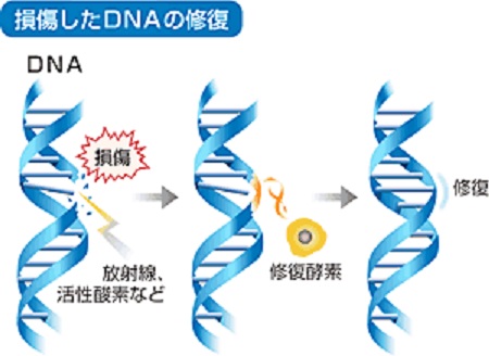DNAウイルスの修復機構を示す図