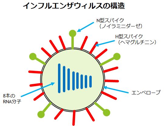 インフルエンザウイルスの構造を示す図