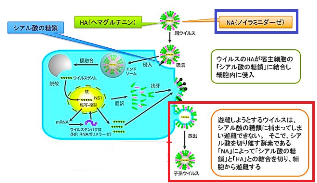 ウイルスの突然変異 高橋医院