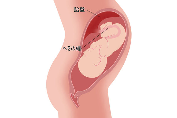 胎盤について説明する図
