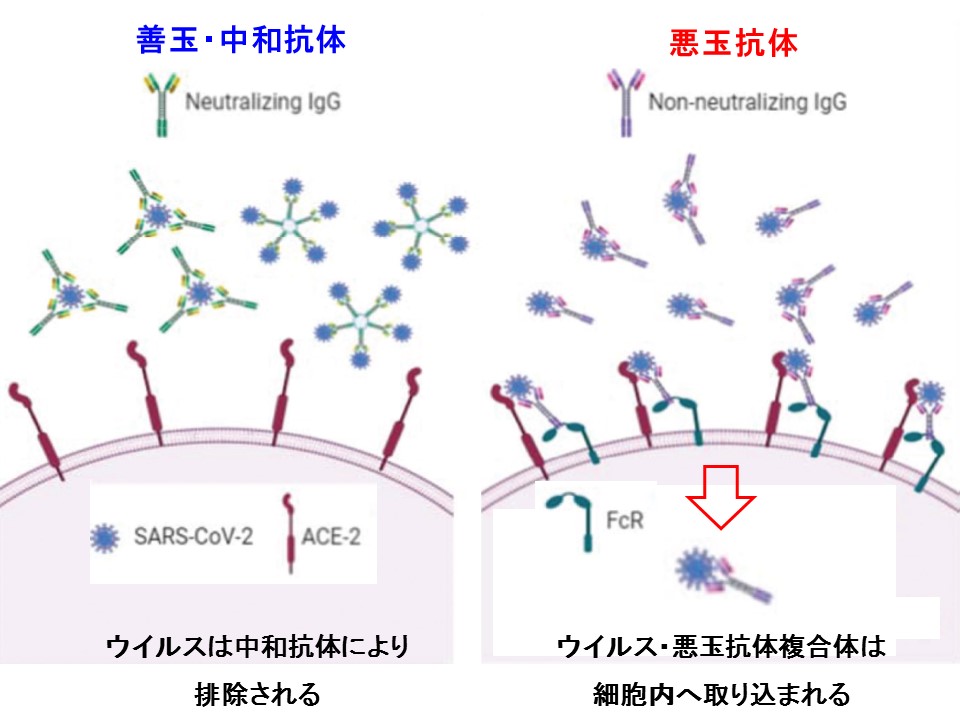 悪玉抗体でADEが起こる機序を説明する図
