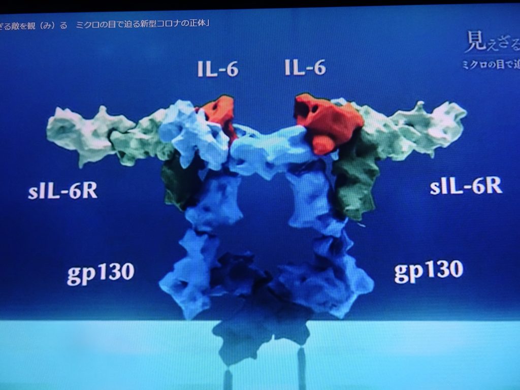 2量体形成による>IL-6シグナルの細胞内伝達を示す図