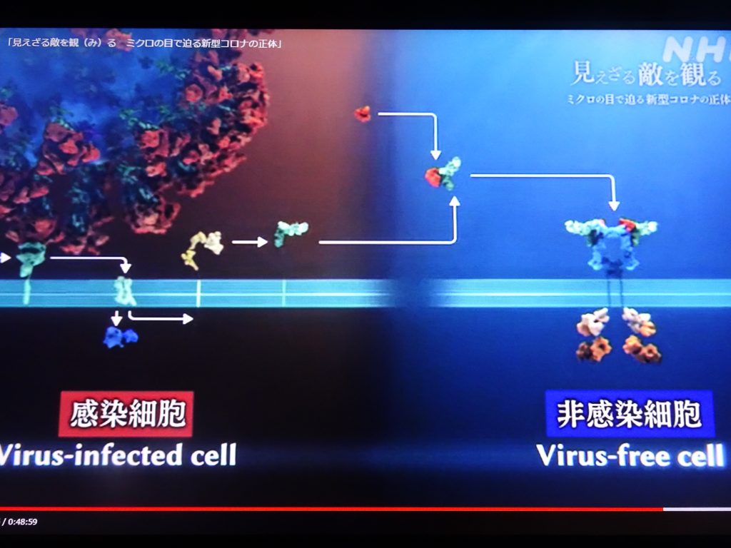 ウイルスに感染していない細胞でも炎症が起こることを示す図