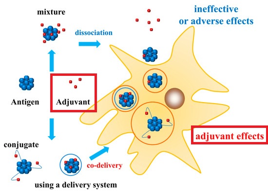アジュバントが自然免疫を活性化させることを説明する図