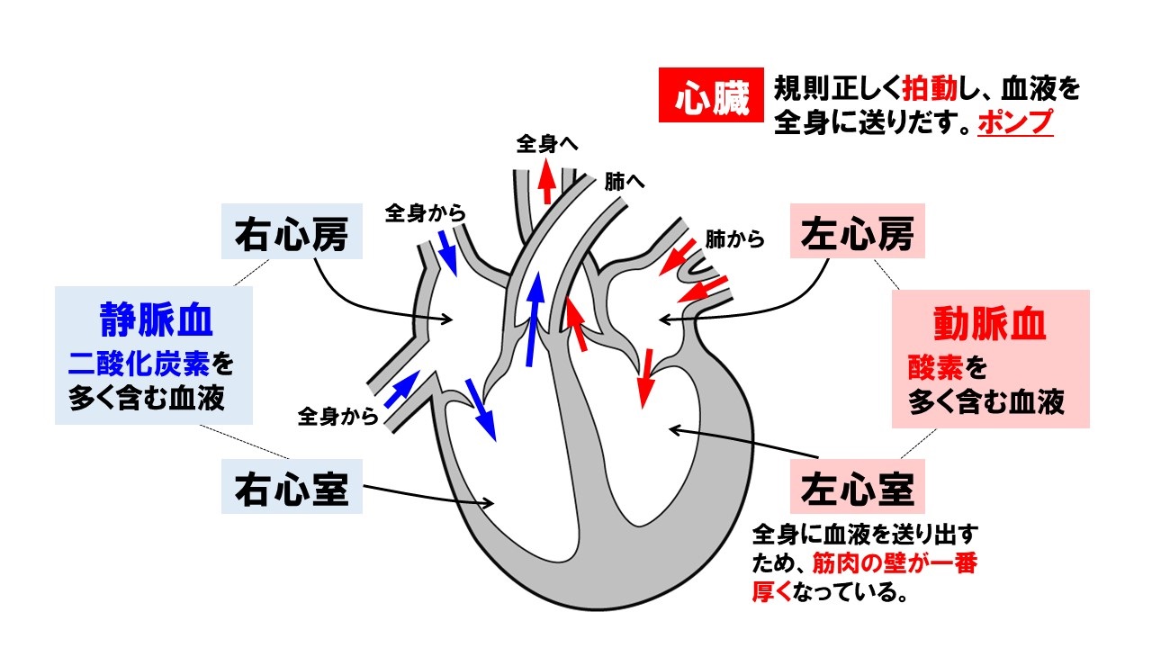 心臓の構造と働き | 高橋医院