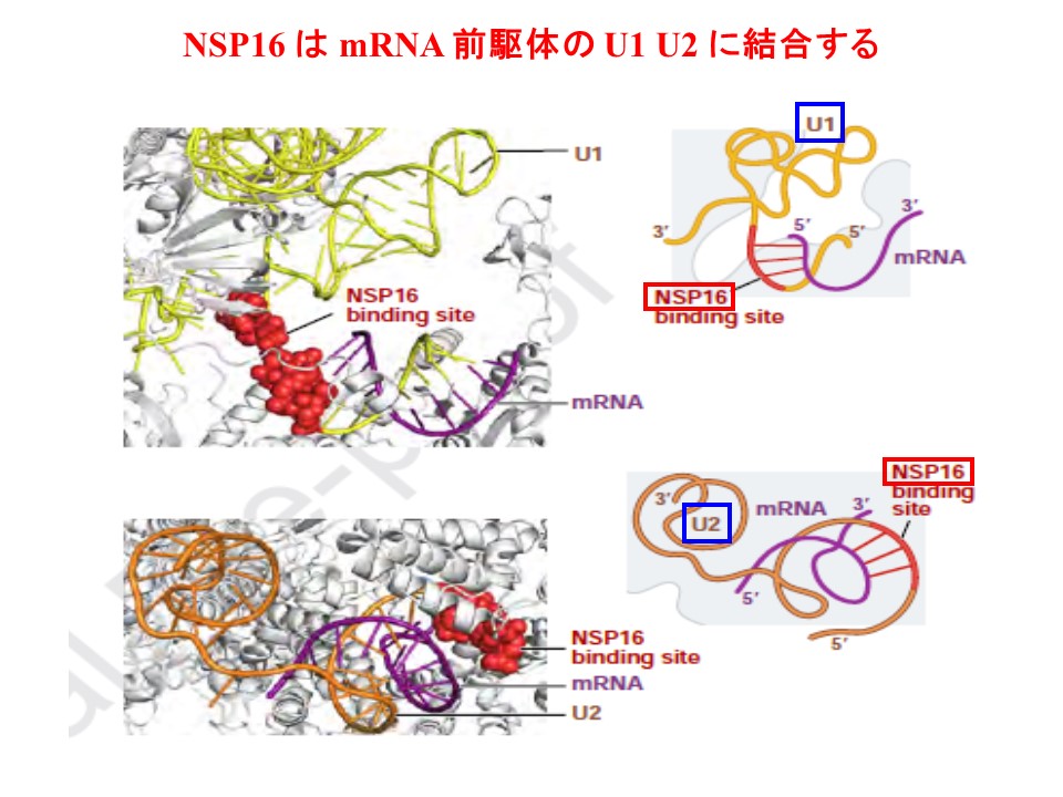 NSP16のU1　U2への結合を示す図