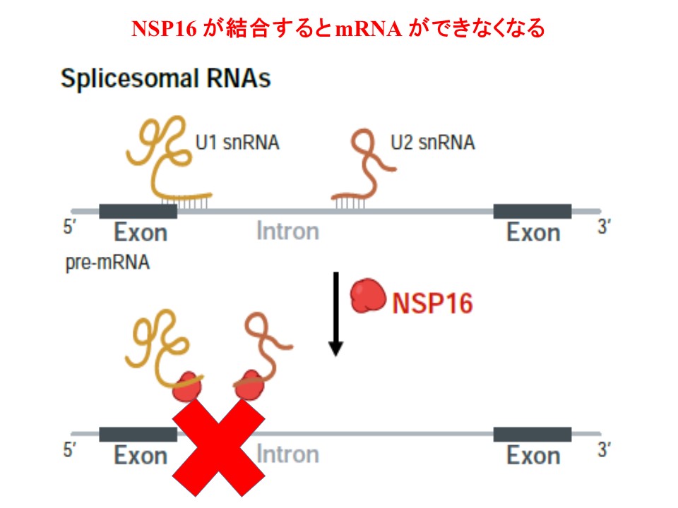 SplicingによりmRNAが形成されないことを示す図