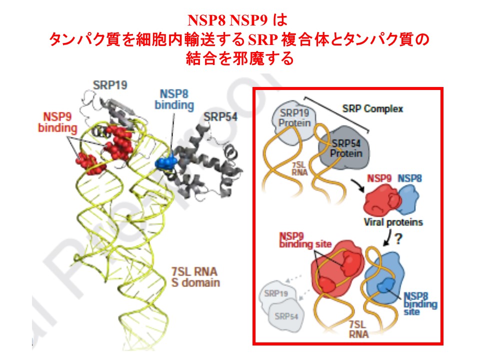 NSP8/9がSRP複合体とタンパク質との結合を邪魔することを示す図