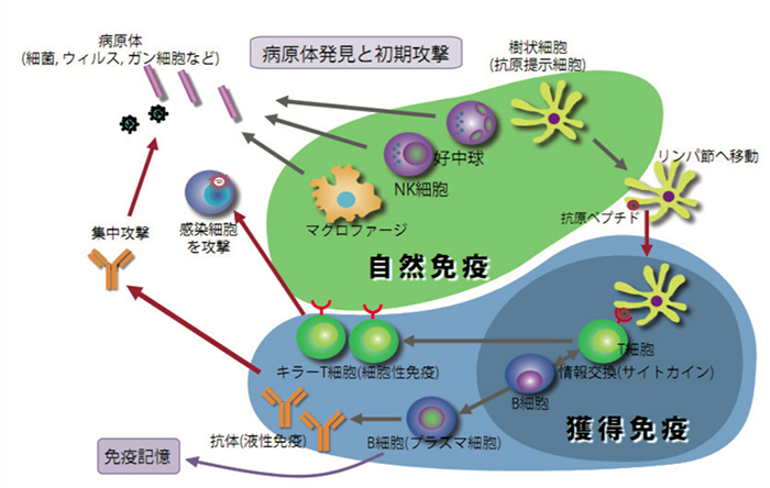 自然免疫と獲得免疫について説明する図
