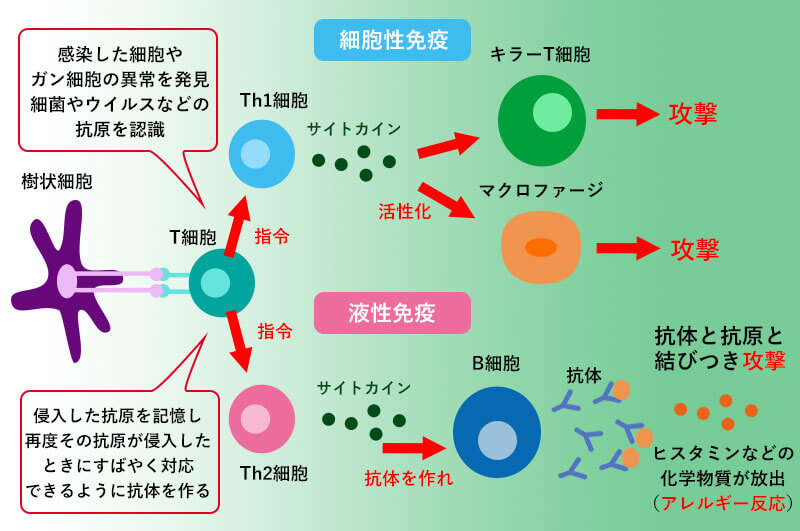 液性免疫と細胞性免疫について説明する図