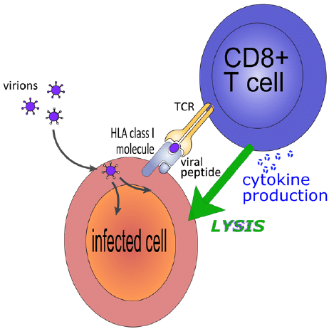 CD8・Tリンパ球の細胞障害性について説明する図