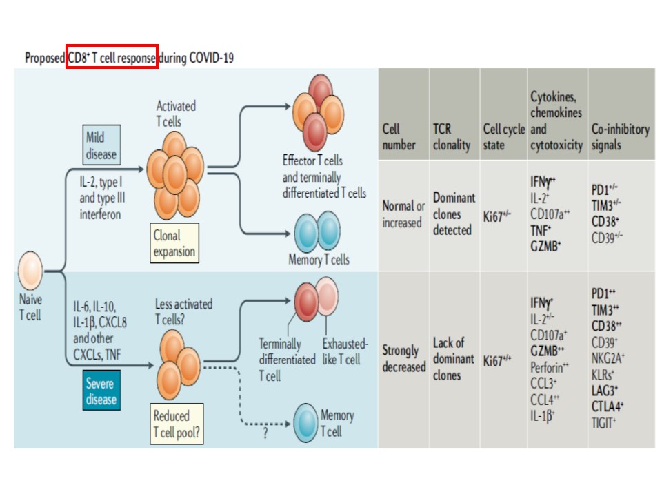 新型コロナウイルス感染におけるCD8・Tリンパ球の動態について説明する図