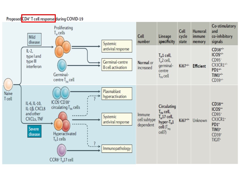 新型コロナウイルス感染におけるCD4・Tリンパ球の動態について説明する図