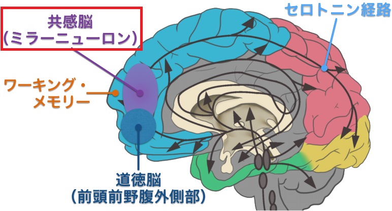 共感中枢の存在部位を示す脳の解剖図