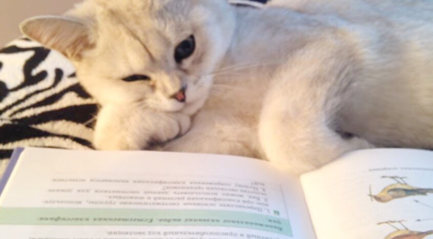 勉強するネコ