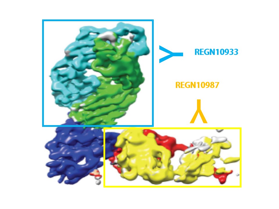 REGN10933とREGN10987が結合する部位の違いを示す図