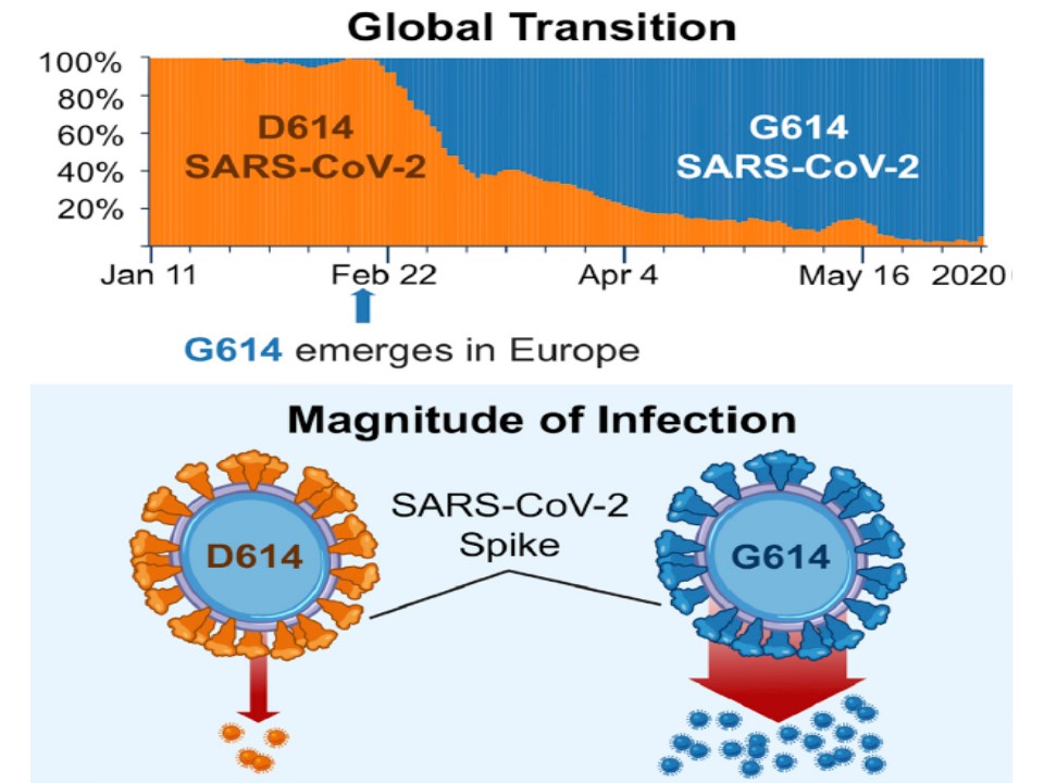 D614G変異ウイルスの感染性の増強を示す図