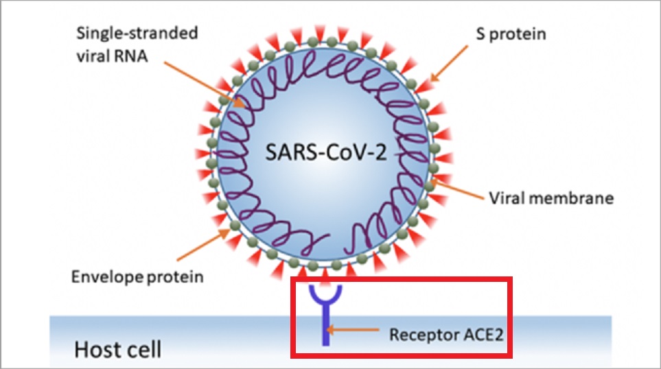 ACE2が新型コロナウイルスの受容体であることを示す図