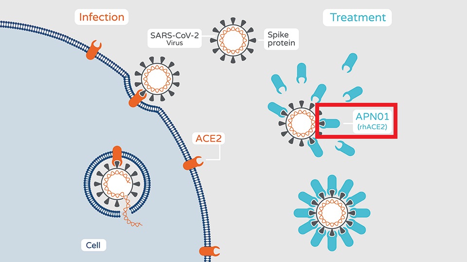可溶性ACE2による感染防御を示す図