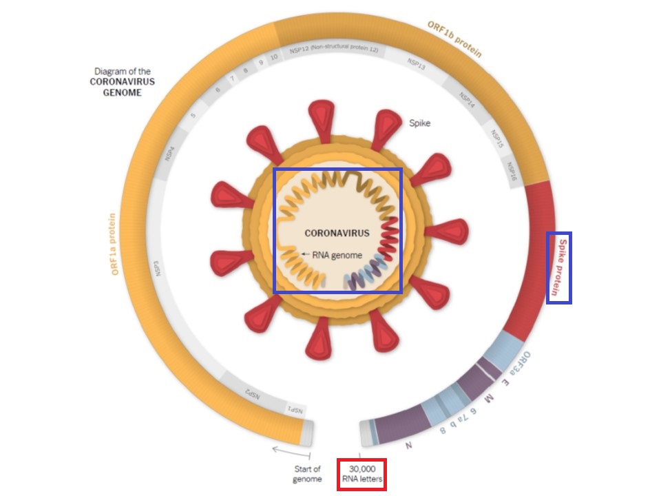 新型コロナウイルスの遺伝子配列について解説する図