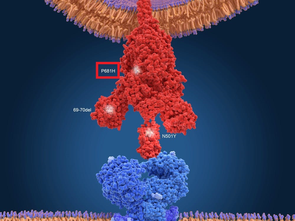 P681H変異を起こしたスパイクタンパクの立体構造