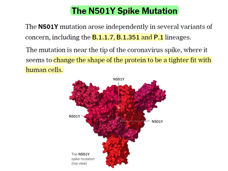 N501Y変異は感染力の増強に関与することを説明する図