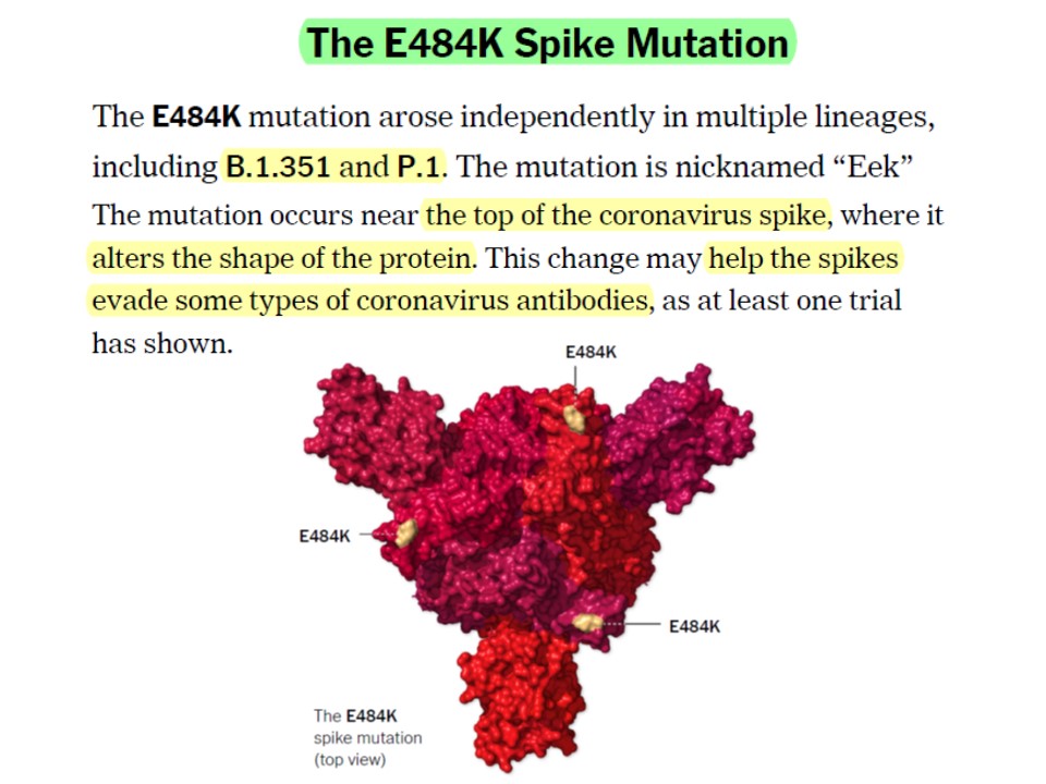 E484K変異は免疫回避に関与することを説明する図