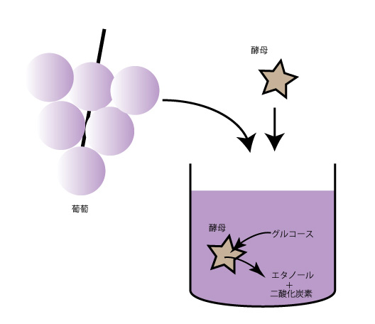 ワインの発酵過程を示した図