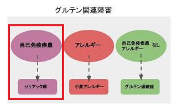 【解説 詳細動画あり】セリアック病とはどんな病気!?どのような予防方法が有効!? : ゆるふわ医書