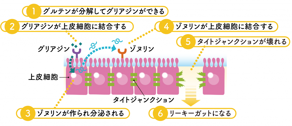 粘膜透過性の亢進について説明する図