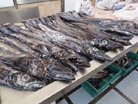 鮮魚市場に並べられた太刀魚