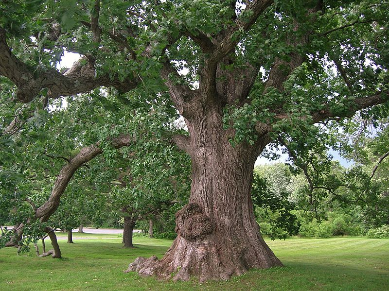 アメリカンオークの木