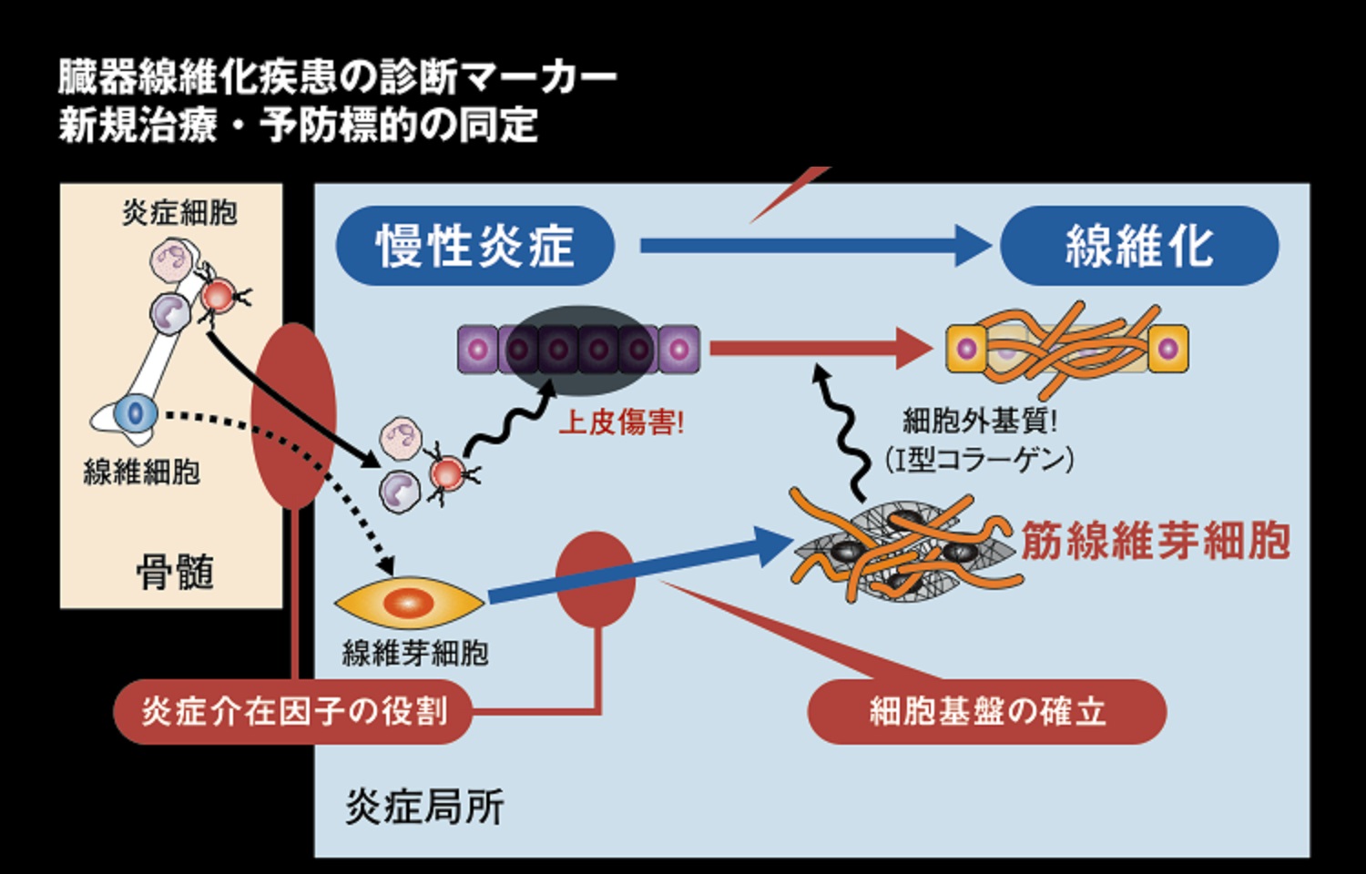 病的な線維化が起こる機序 高橋医院