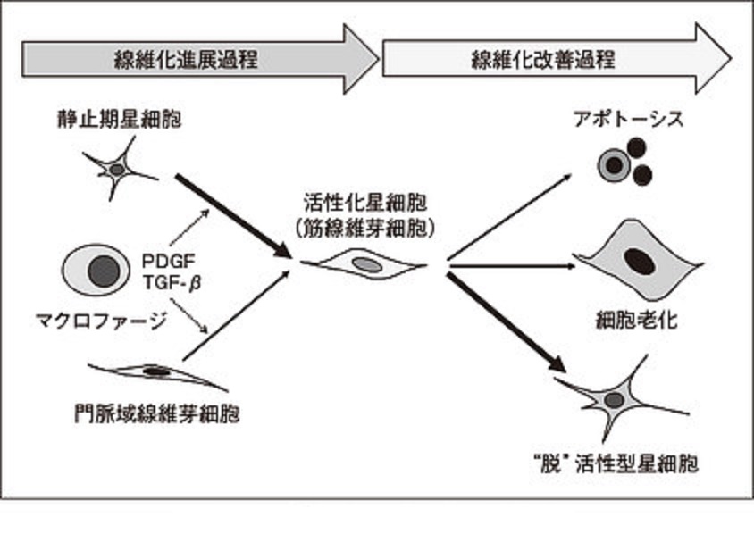 韓の線維化終息における活性化HSCの変化についてまとめた図