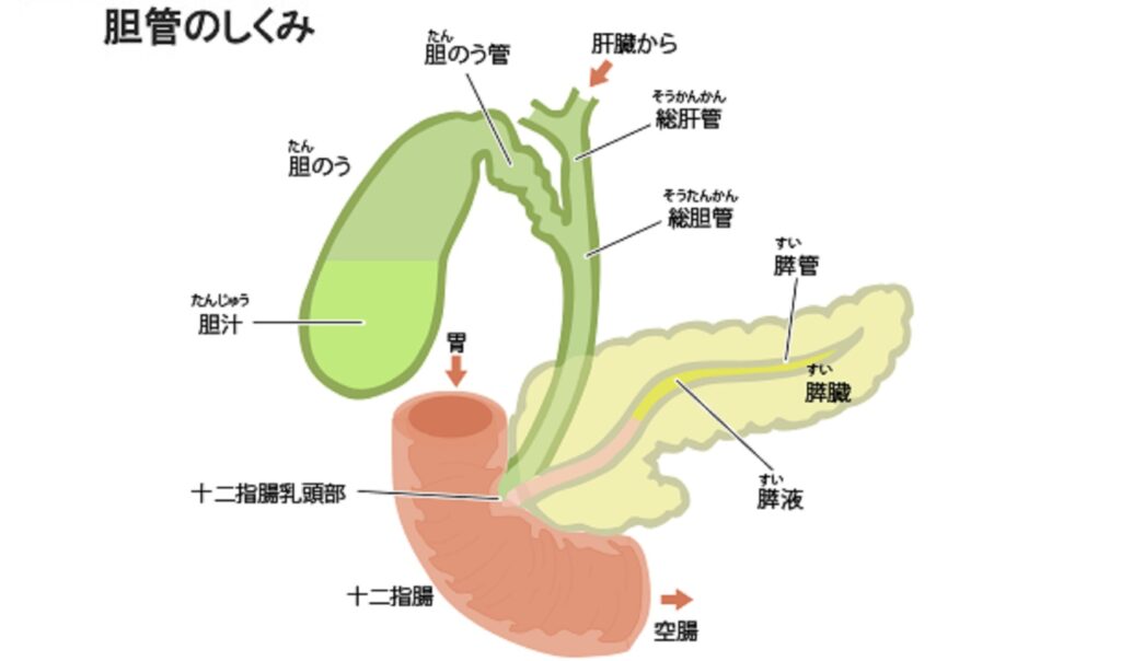 胆管系の構造を示した図