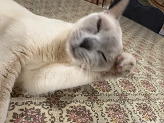 ごきげんなお顔洗い