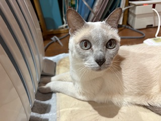 手先が・・