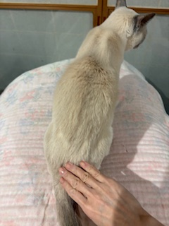 とんとんして