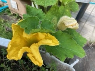 緊急手術から1年・・