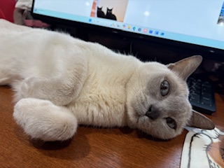 ねこはら