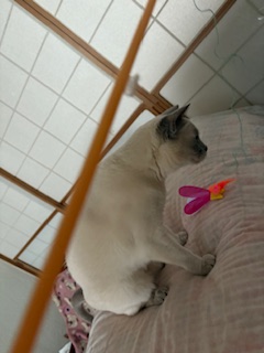 新しいおもちゃ