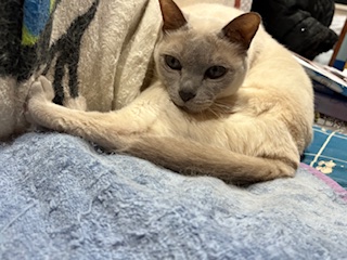 頸がないみたい