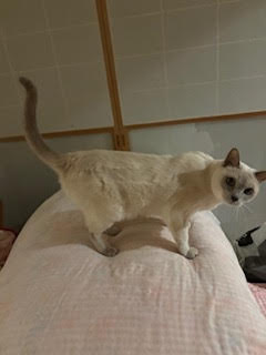 とおりかかるたびに～