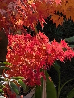 セカンドオピニオン